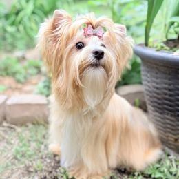 ALINA - Russian Salon Dog