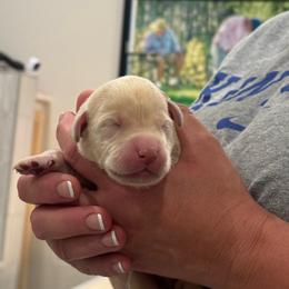 1st Pick Yellow Female - Yellow female Labrador Retriever puppy in Winchester, Kentucky from Bourbon Country Retrievers