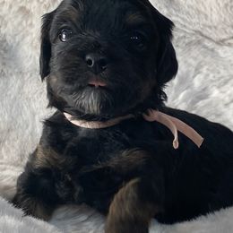 Girl 4 - Black and tan Havapoo puppy in Tropic, Utah from Lady Paws-Kara