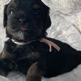 Girl 4 - Black and tan Havapoo puppy in Tropic, Utah from Lady Paws-Kara