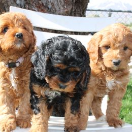 Bernedoodles, Bernese Mountain Dogs, Cavapoos, Goldendoodles, and Poodles from Happy Valley Puppies