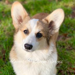 Bibi - Pembroke Welsh Corgi