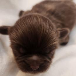 Shih Tzu Puppies from SweetTee's Shih Tzus LLC
