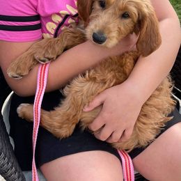 Goldendoodle and Poodle Puppies from Hatten Homestead Doodles