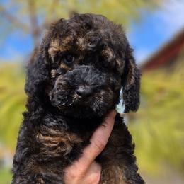 Anna - Sable female Cockapoo puppy in Indiahoma, Oklahoma from Phamily Doodles