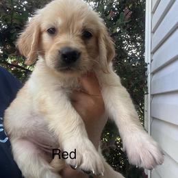 Red collar - Golden female Golden Retriever puppy in Jesup, Georgia from Painted Platinum Retrievers (Painted Platinum Kennel) PPK