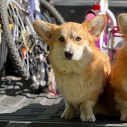 Bastien - Pembroke Welsh Corgi