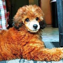 Poodle Puppies from Seattle Sankofa Kennel Club