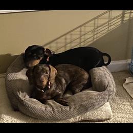 Lucy - Dachshund