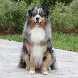 Buck - Australian Shepherd