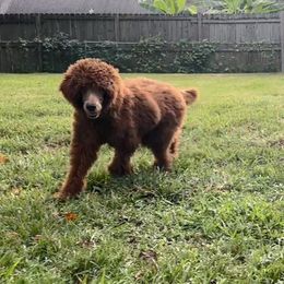 Rooster - Goldendoodle