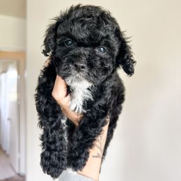 Cockapoo Puppies from Cockapoo puppies and co.