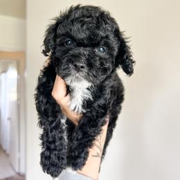 Cockapoo Puppies from Cockapoo puppies and co.