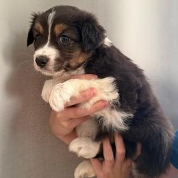 Mermaid - Black tri-color female Australian Shepherd puppy in Weeki Wachee, Florida from Ace of Spades Australian Shepherds