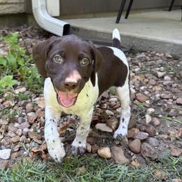 German Shorthaired Pointer Puppies from Tipsy Rabbit GSP TopDog Kennel