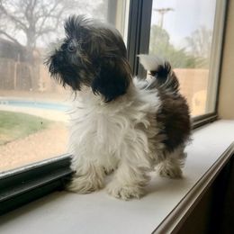 Shih Tzu Puppies from Willow Lane Shih Tzus