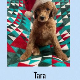 Aquilla - Red  female Poodle puppy in Harrisburg, Arkansas from Ransone’s Ridge Runners Poodles and Doodles
