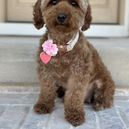 Lady - Goldendoodle