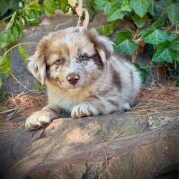 Marshall - Red merle male Miniature Australian Shepherd puppy in Lakeport, California from Akins Aussies/Wild Rose Ranch