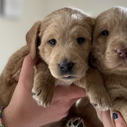 Labradoodles from Doodles By Draa