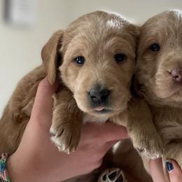 Labradoodles from Doodles By Draa