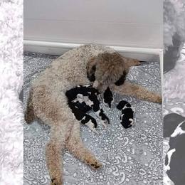 Poodle puppies from Mere Point Poodles