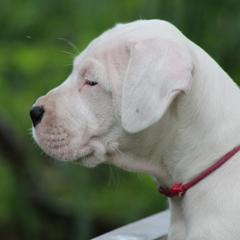 Dogo Argentino and Greyhound Puppies from Wayward Dogos and Hounds