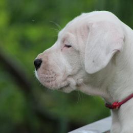 Dogo Argentino and Greyhound Puppies from Wayward Dogos and Hounds