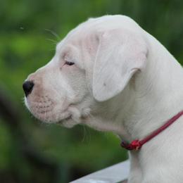 Dogo Argentino and Greyhound Puppies from Wayward Dogos and Hounds