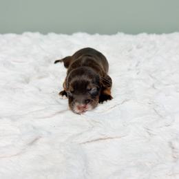 Luc - Tri-color male Australian Labradoodle puppy in Springfield, Ohio from Dawson & Daryn's Royal Companions