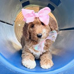 Josie Joy - Red  female Goldendoodle puppy in Valdosta, Georgia from Designer Doodles of South GA