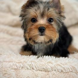 Girl 1 - Black and tan Yorkshire Terrier puppy in San Jose, California from Precious Yorkies