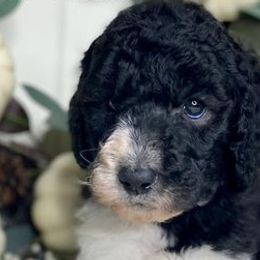 Poodles and Whoodles from Whoodles of the Valley