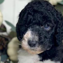 Poodles and Whoodles from Whoodles of the Valley