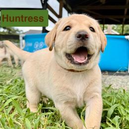 Huntress - Yellow female Labrador Retriever puppy in Culpeper, Virginia from Blue Ridge Canine