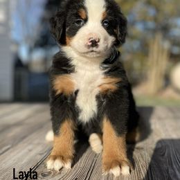 Layla - Black rust and white Bernese Mountain Dog puppy in New Haven, Indiana from Milan Berners