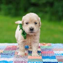 Mr Green - Light golden male Golden Retriever puppy in Bedford, Indiana from Indiana Goldens