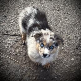 Tot - Blue merle male Miniature Australian Shepherd puppy in North Lakeport, California from Wild Rose Ranch