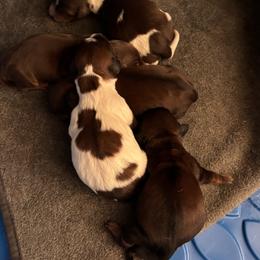 Boy 4 - Piebald male Dachshund puppy in Dorchester, Texas from Texas Mini Dachs