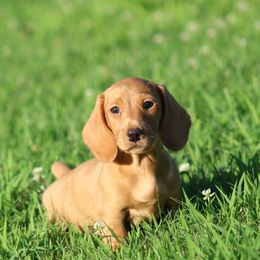 Dachshund Puppies from Mom's Dachshunds