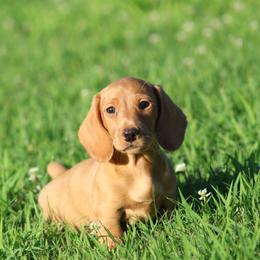 Dachshund Puppies from Mom's Dachshunds