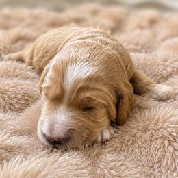 Huckleberry - Apricot male Goldendoodle puppy in Rocky Point, North Carolina from CelticDoods