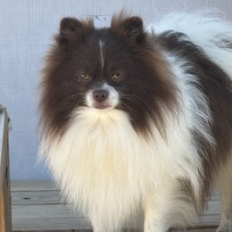 Cam - Pomeranian