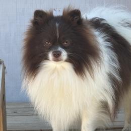 Cam - Pomeranian
