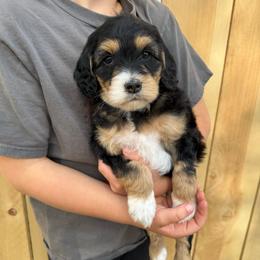 Ember - Black tri-color female Aussiedoodle puppy in Heber City, Utah from Junipersdoodles