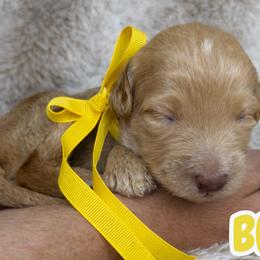 Bliss - Caramel red female Australian Labradoodle puppy in Upland, California from Kings Labradoodles
