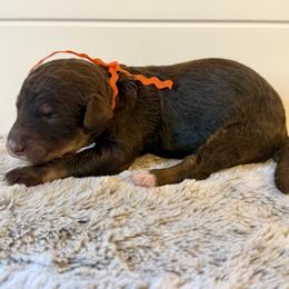 Orange Collar Girl - Phantom female Bernedoodle puppy in San Augustine, Texas from Vintage Doodles
