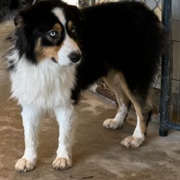Australian Shepherd and Cavapoo Puppies from Dianne Dubose