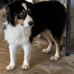 Australian Shepherd and Cavapoo Puppies from Dianne Dubose