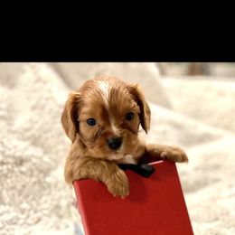 Cavalier King Charles Spaniel and Cavapoo Puppies from Texas Cavalier King Charles Spaniels Manard Enterprises